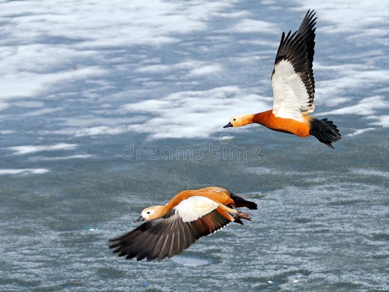 Twee vliegende Blozende shelducks over de vroege vijver van het de lenteijs stock afbeelding Twee vliegende Blozende shelducks over de vroege vijver van het de lenteijs stock afbeelding