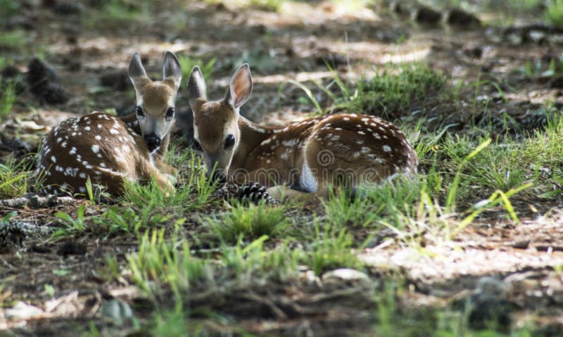 Two white tailed deer fawns laying together in wood lands. Two white tailed deer fawns laying together in wood lands.