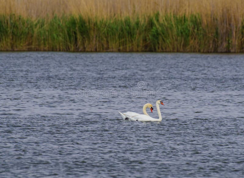 Twee witte zwanen op het meer royalty-vrije stock foto's Twee witte zwanen op het meer royalty-vrije stock foto's