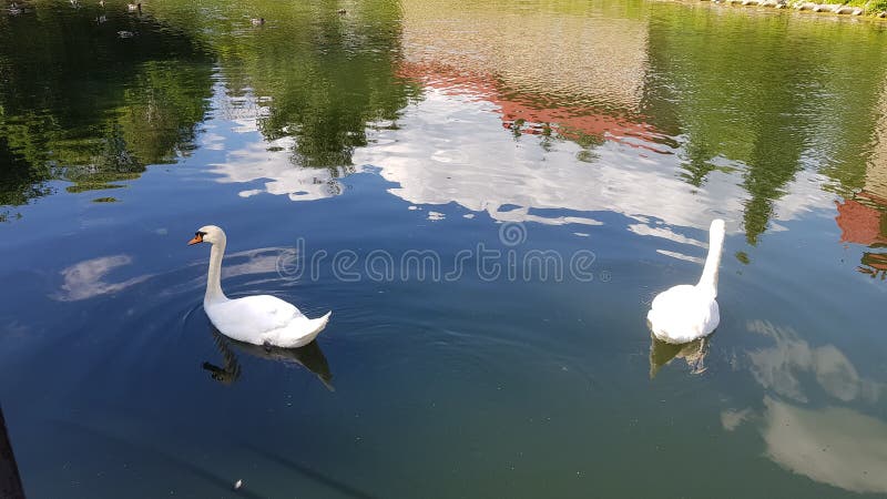 Twee witte zwanen zwemmen royalty-vrije stock foto Twee witte zwanen zwemmen royalty-vrije stock foto