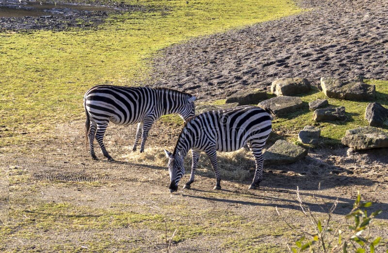 Twee zebras in een dierentuin royalty-vrije stock foto Twee zebras in een dierentuin royalty-vrije stock foto