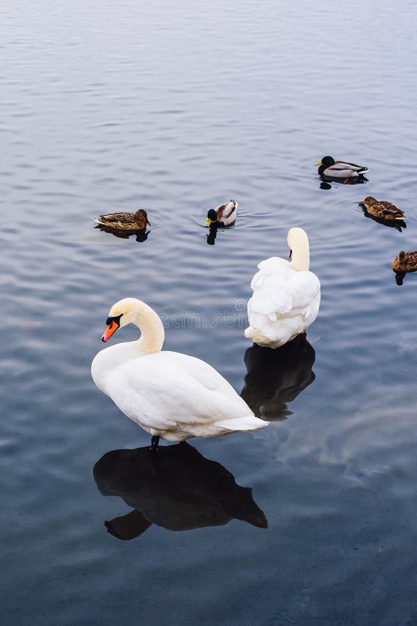 Two Swans stand in Water and Ducks Swim on Backdrop. Vertical Orientation. Two Swans stand in Water and Ducks Swim on Backdrop. Vertical Orientation.