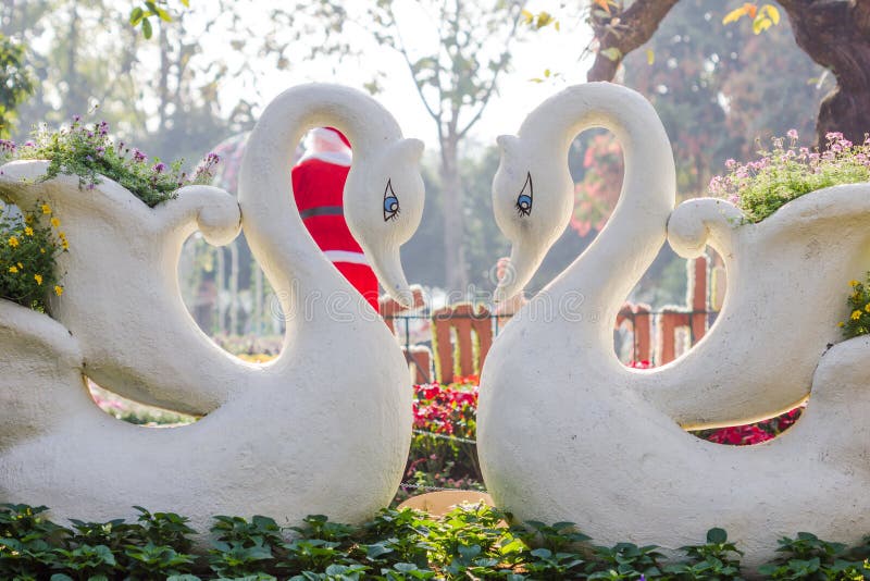 Two swans in love with swan flower pot. Two swans in love with swan flower pot