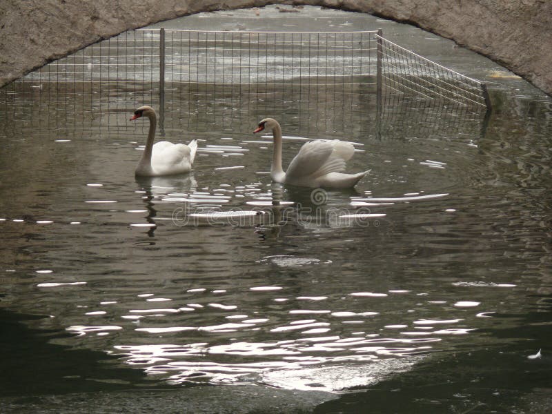 Twee zwanen onder een brug stock afbeeldingen Twee zwanen onder een brug stock afbeeldingen