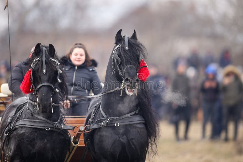 Twee zwarte mooie versierde paarden trekken een kar royalty-vrije stock fotografie Twee zwarte mooie versierde paarden trekken een kar royalty-vrije stock fotografie