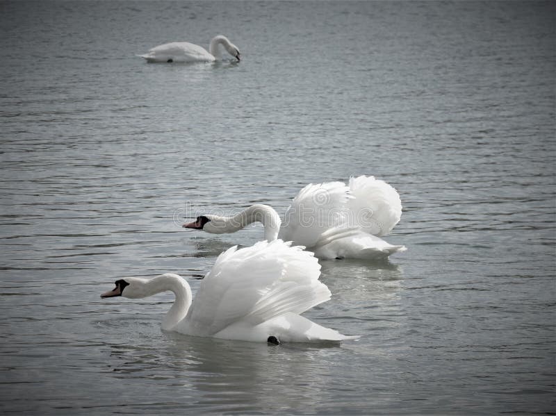 Two Swans swimming on the Lake, Zagreb Croatia. Two Swans swimming on the Lake, Zagreb Croatia