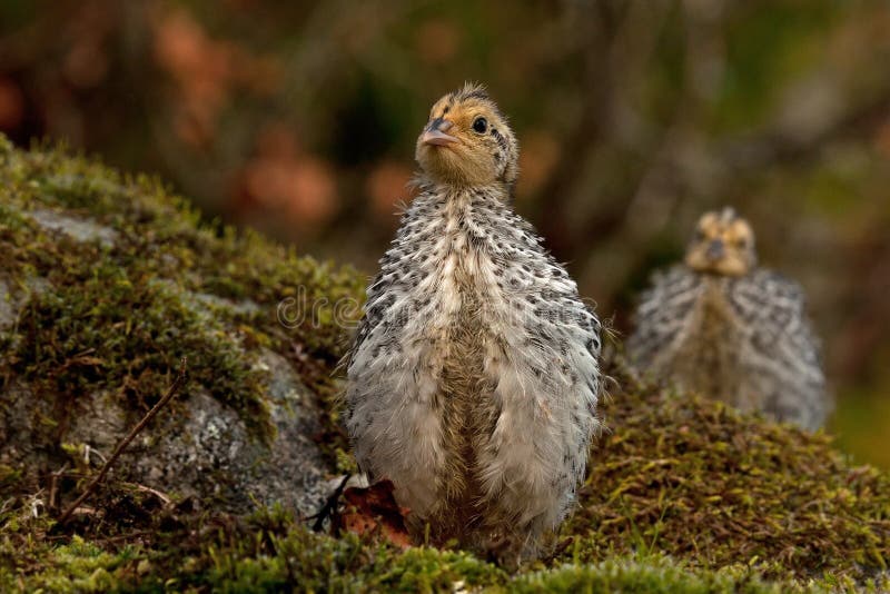 Twelve days old quail, Coturnix japonica..... photographed in nature. royalty free stock photos Twelve days old quail, Coturnix japonica..... photographed in nature. royalty free stock photos