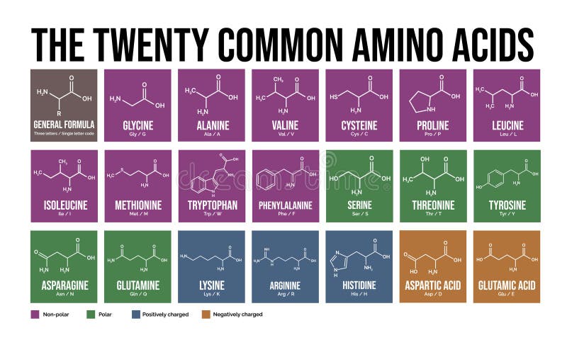 The twenty common amino acids stock illustration