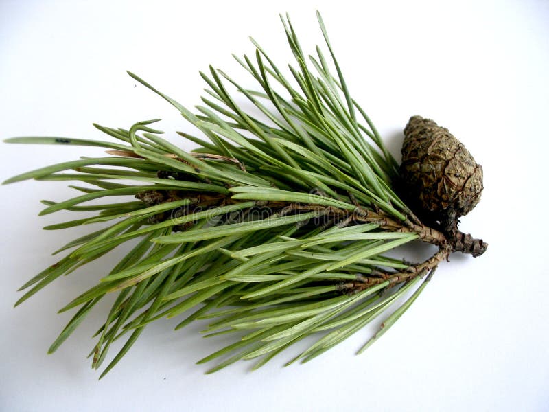 Twig stock photo. Image of stick, pine, plant, needles - 681818