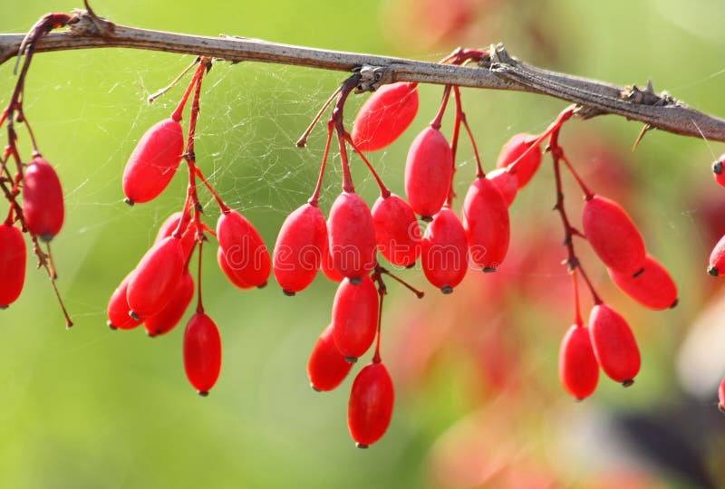 Twig and berries of barberry