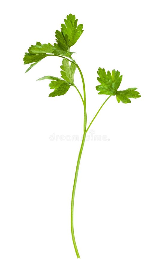 twig of fresh green parsley herb isolated on white