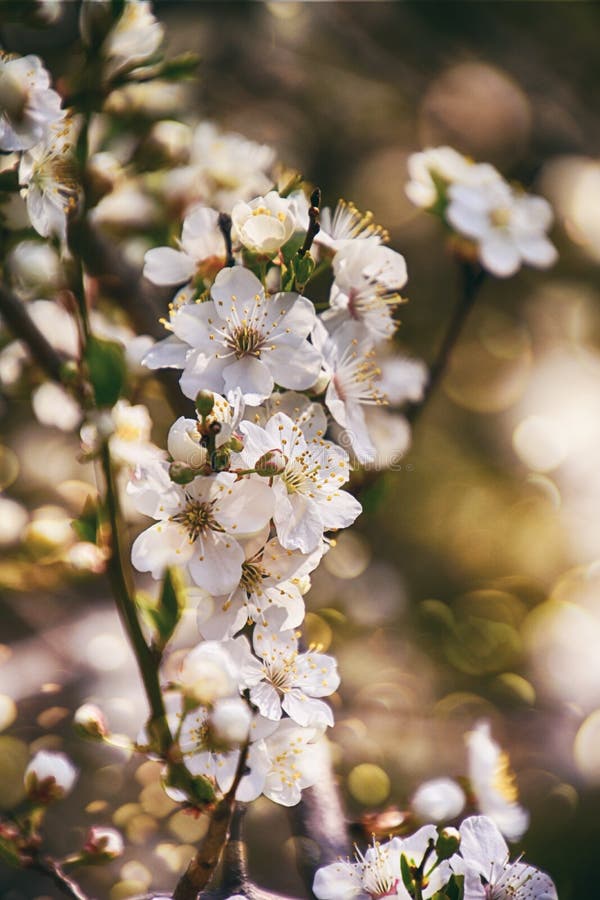 Delicate White Anemones among Green Leaves on a Warm Spring Day in the