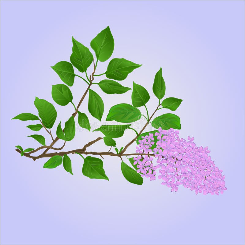 Twig Lilac with Flowers and Leaves Vector Stock Vector - Illustration ...