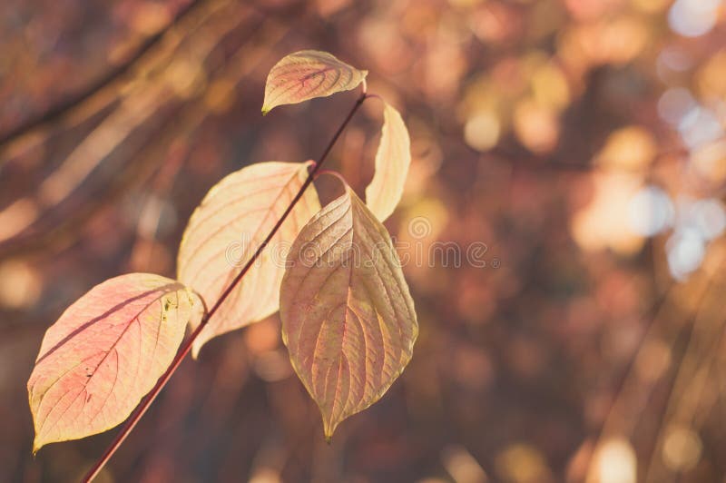 Twig with pale orange leaves stock photography Twig with pale orange leaves stock photography