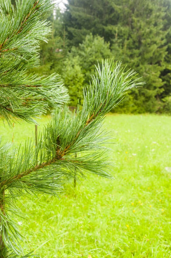 Větvička Pinus cembra L.