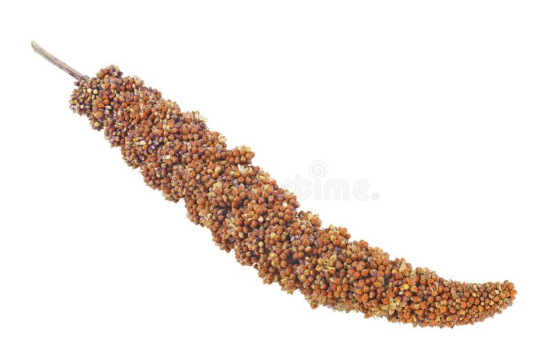 Twig of Red Millet Isolated on White Background. Red Millet Seed Stock Image Image of grain