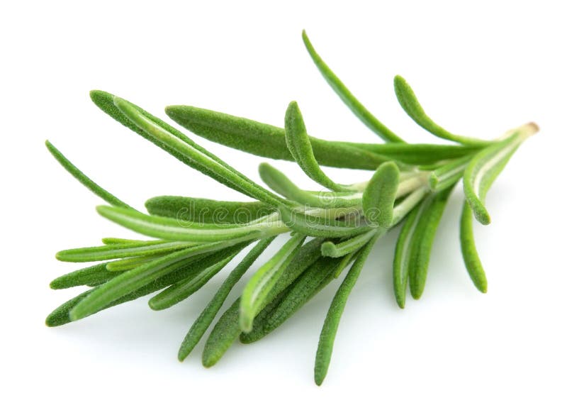 Twig of rosemary