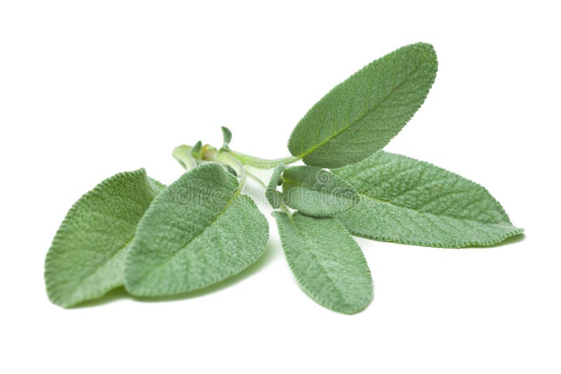 Twig of sage. On a white background Twig of sage. On a white background