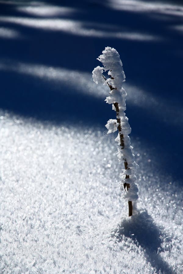 Twig wrapped in snow