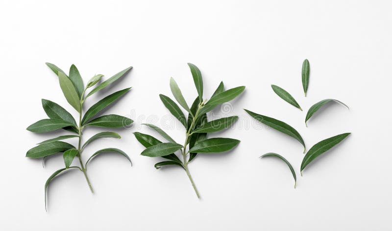 Twigs with fresh green olive leaves on white background