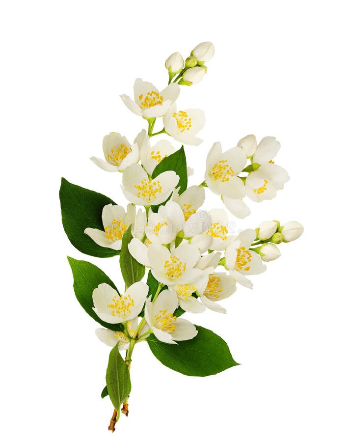 Twigs of Jasmine Flowers in a Bouquet Stock Photo - Image of branch, plant:  178327136