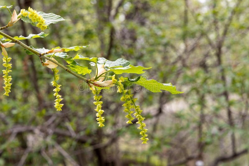Twigs of maple tree with young green leaves and buds with yellow flowers in spring in a park stock photography