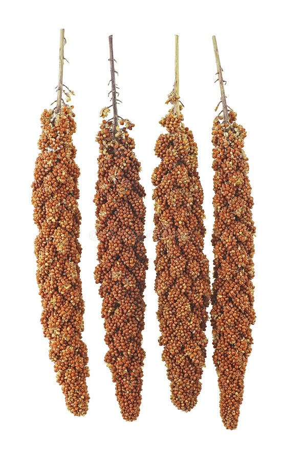 Twigs of Red Millet Isolated on White Background, Top View. Red Millet Seeds Stock Image Image