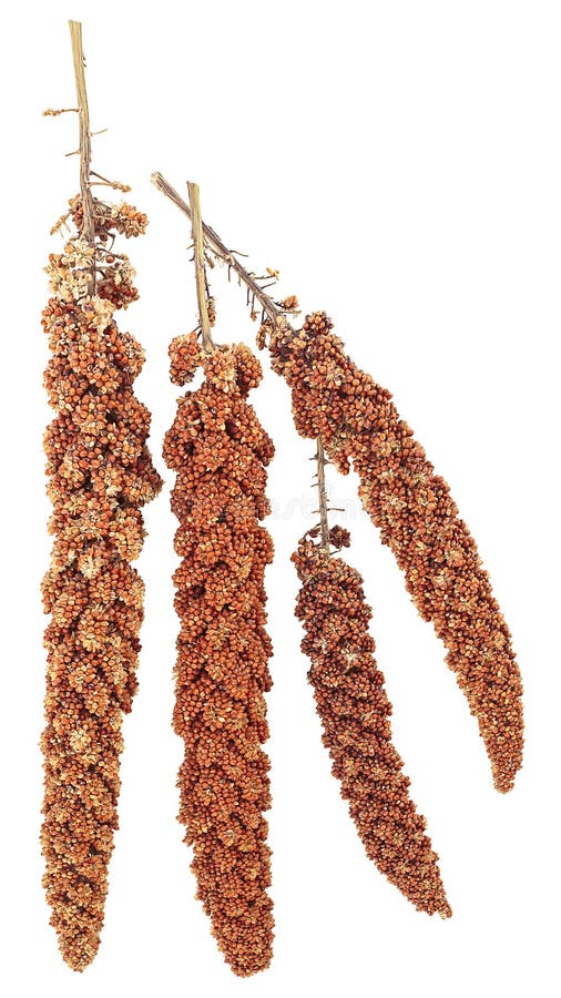 Twigs of Red Millet Isolated on White Background, Top View. Red Millet Seeds Stock Image Image