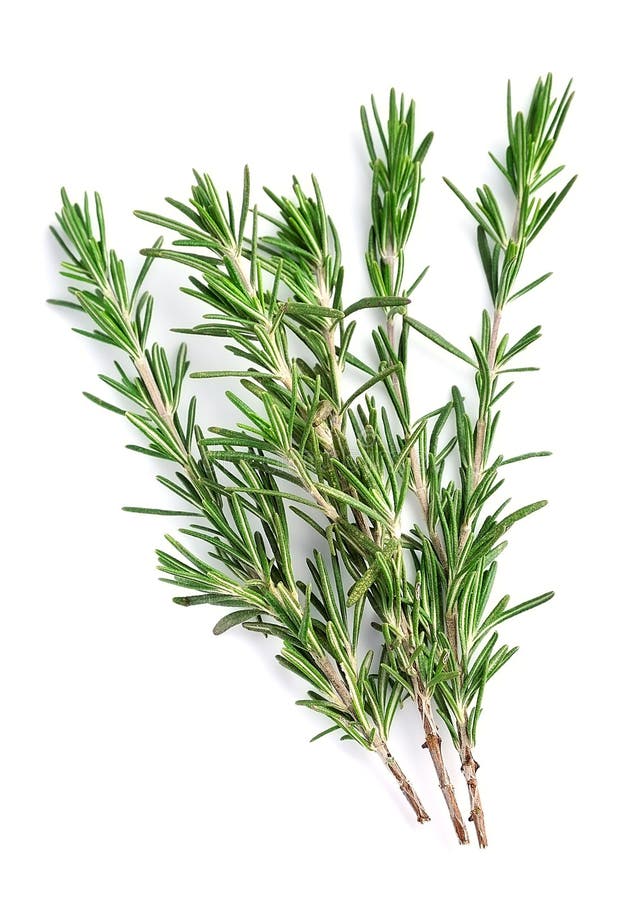 Twigs of rosemary stock image. Image of leafs, fresh - 23840085