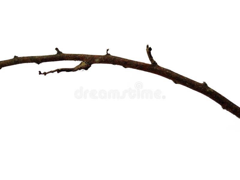 Twigs, set macro dry branches birch isolated on white background Stock  Photo by ©dusan964 62587859