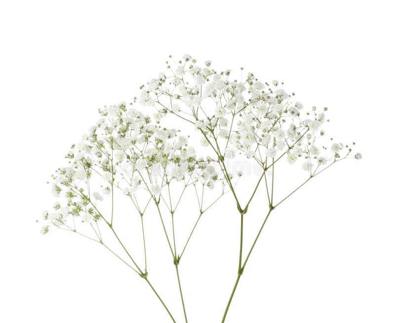 204,844 Small White Flowers Stock Photos - Free & Royalty-Free Stock Photos  from Dreamstime