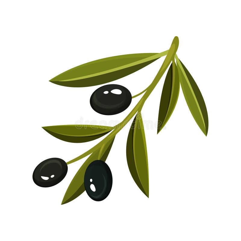 Twijg met drie verse zwarte olijven en heldergroene bladeren Groenten: snijbonen, wortelen en bloemkolen Vlak vectorontwerp vector illustratie Twijg met drie verse zwarte olijven en heldergroene bladeren Groenten: snijbonen, wortelen en bloemkolen Vlak vectorontwerp vector illustratie