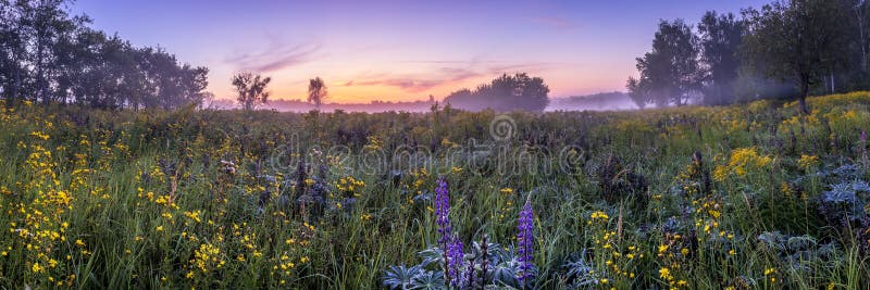 Twilight on a field covered with flowers in summer morning with fog