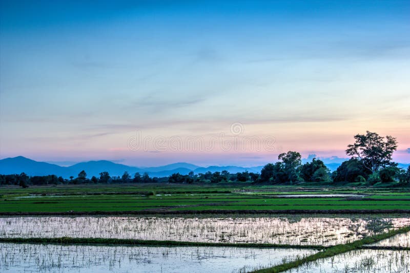 Twilight sky on the rice field