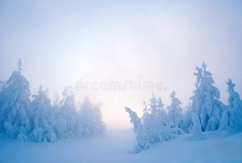 Twilight Snow