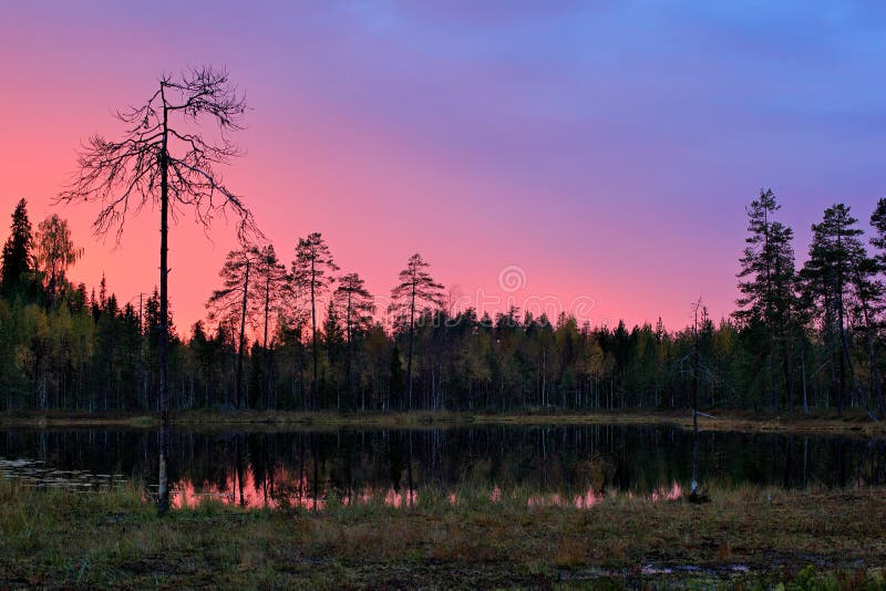 forest at twilight