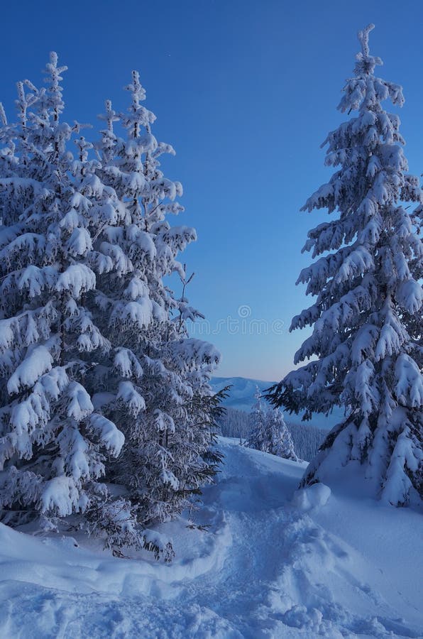 Twilight in the winter forest