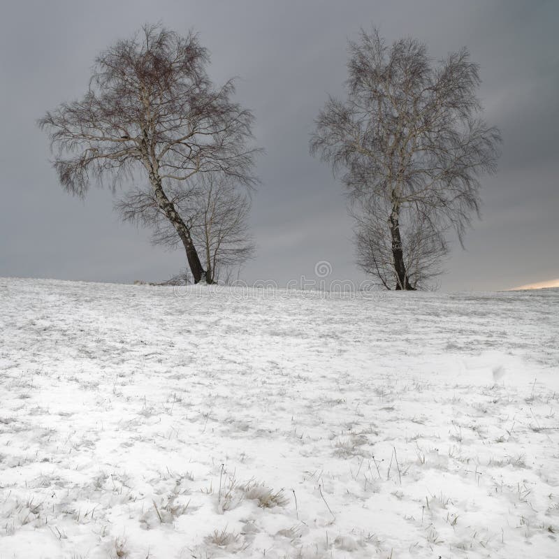 Twin birch tree in the snow