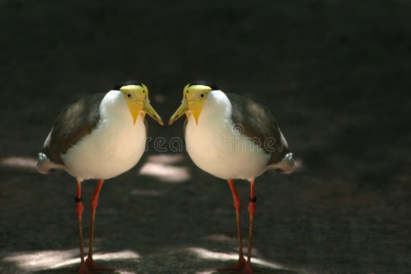 Twin birds cheap near me