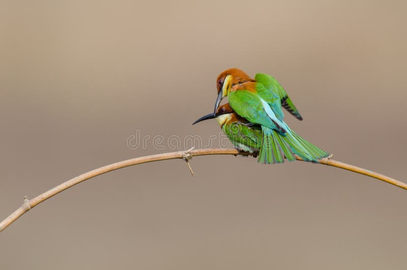 https://thumbs.dreamstime.com/b/twin-birds-bamboo-branch-bird-s-name-chestnut-headed-bee-eater-74529923.jpg