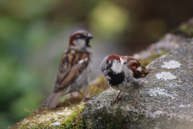 Twin birds at the Isle of Skye, Scotland in the summertime. stock images Twin birds at the Isle of Skye, Scotland in the summertime. stock images
