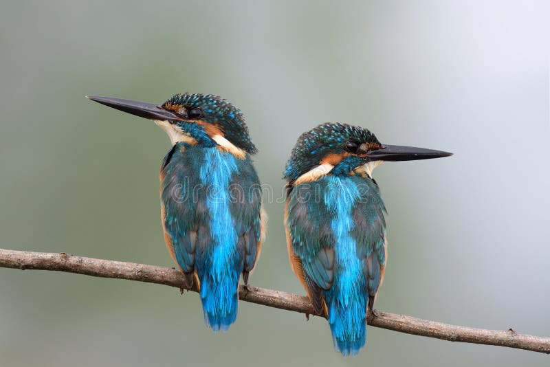 690 Twin Birds Stock Photos - Free & Royalty-Free Stock Photos