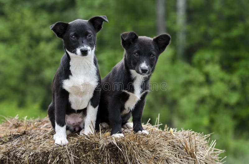Twin Border Collie Corgi mixed breed puppy dog stock photos Twin Border Collie Corgi mixed breed puppy dog stock photos