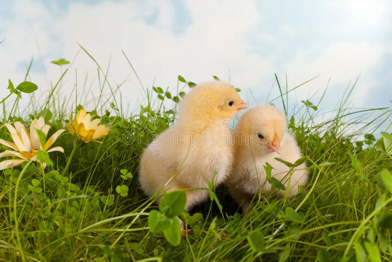 Easter Chicks