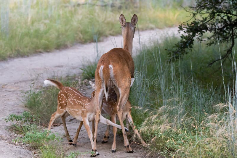 Mother Deer Twin Fawns Stock Photos Free Royalty Free Stock Photos Mother Deer Twin Fawns Stock Photos Free Royalty Free Stock Photos