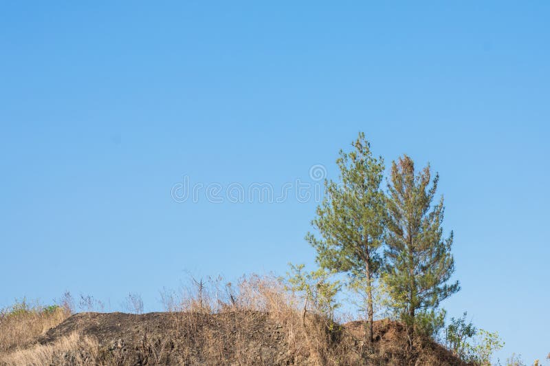 Twin green trees on a barren hill royalty free stock photo Twin green trees on a barren hill royalty free stock photo