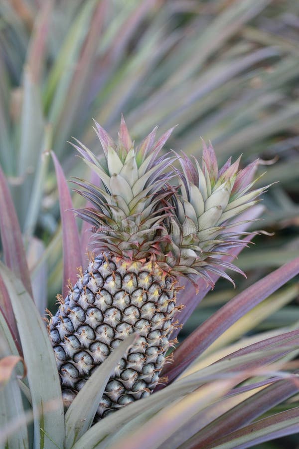 Twin head pineapple stock image. Image of pineapple, pine 12700465