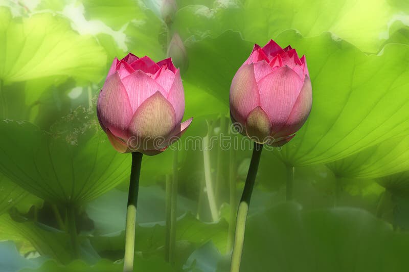 Twin lotus flower