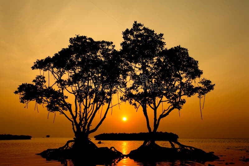 Middle Sun in Twin Mangrove Tree Stock Photo - Image of bright, cloud ...