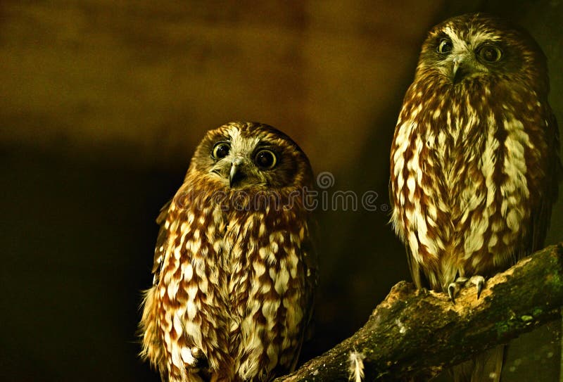 Twin owls
